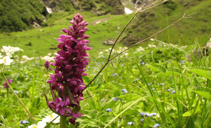 Chardham Yatra Valley of Flower